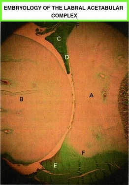 Fig. 5