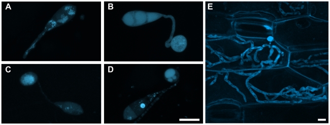 Figure 14