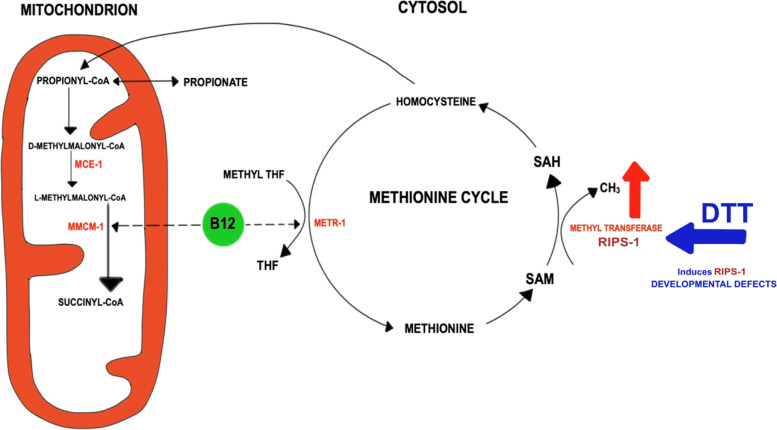 Fig. 1