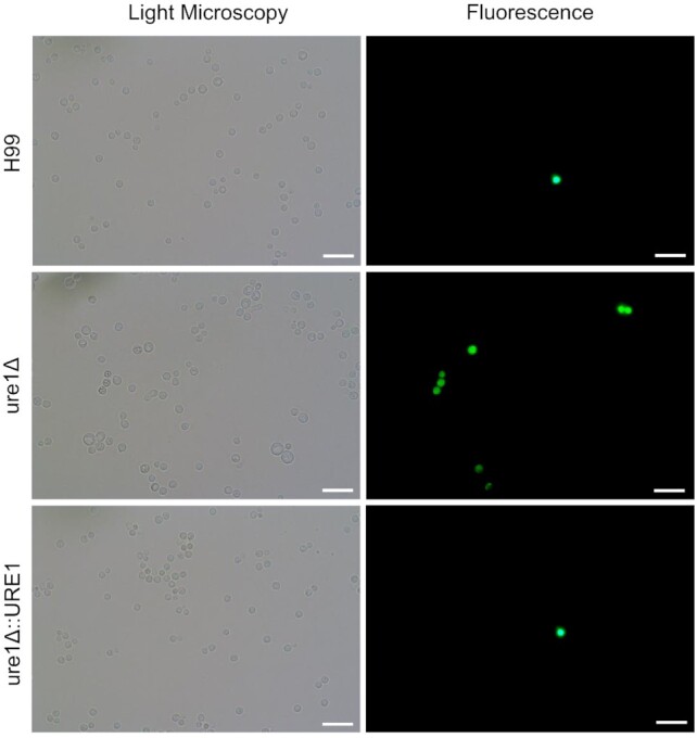 Figure 9.