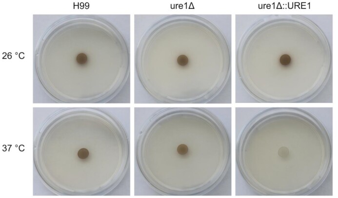 Figure 10.