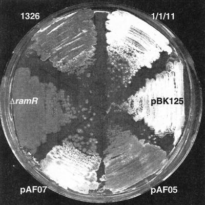 FIG. 6.