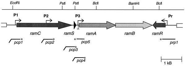 FIG. 1.