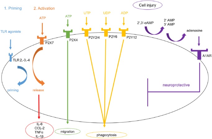 Figure 3.