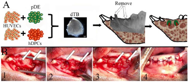 Figure 3.