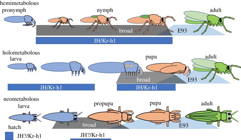 Figure 6.