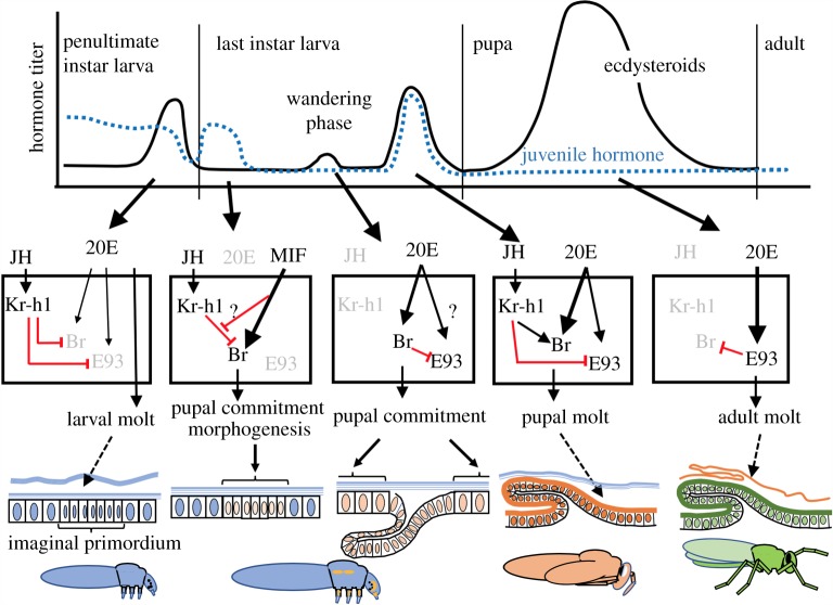 Figure 5.