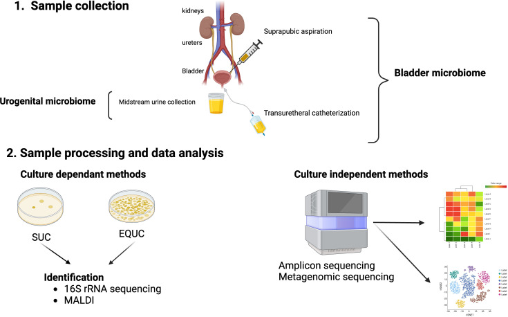 Figure 1