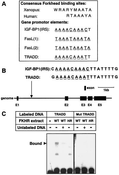 FIG. 6.