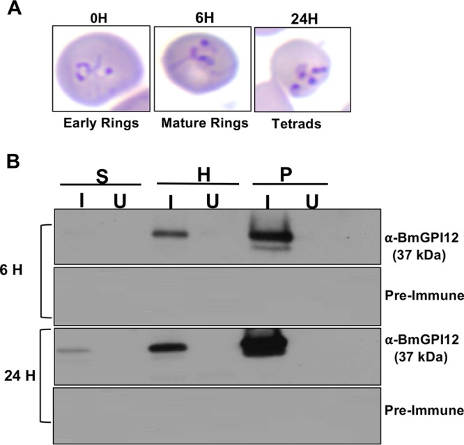 FIG 2