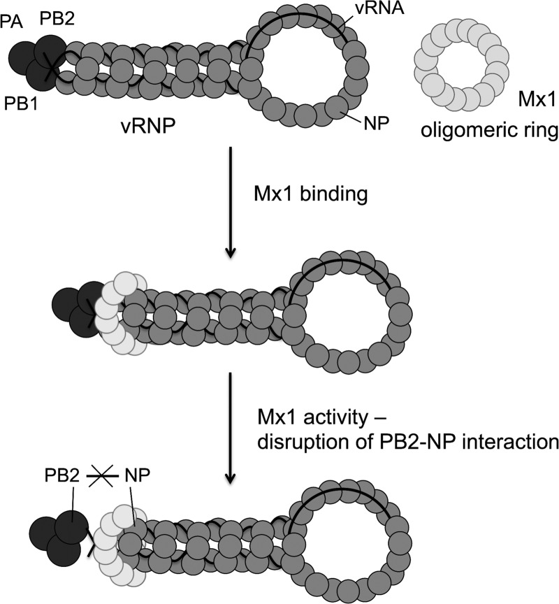 Fig 8