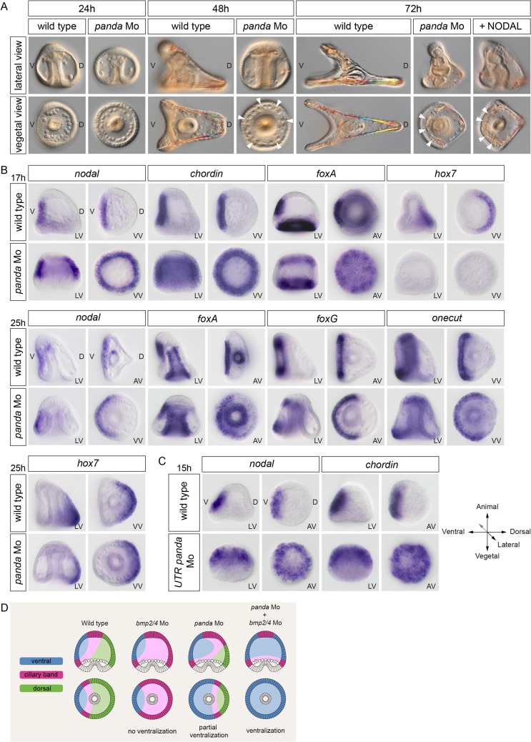 Fig 6