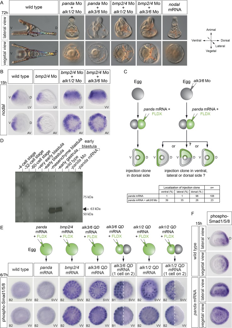 Fig 10