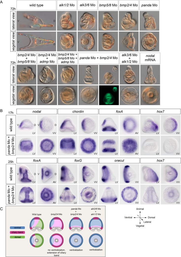 Fig 3