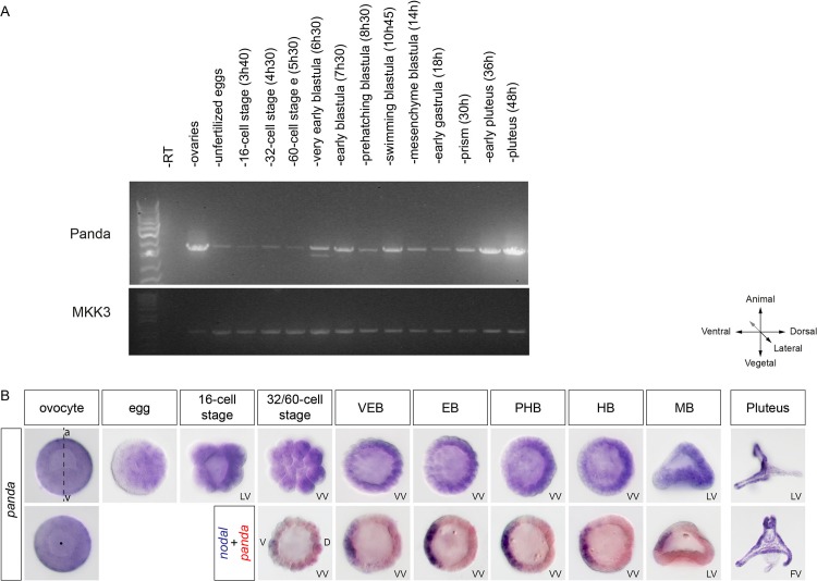 Fig 5