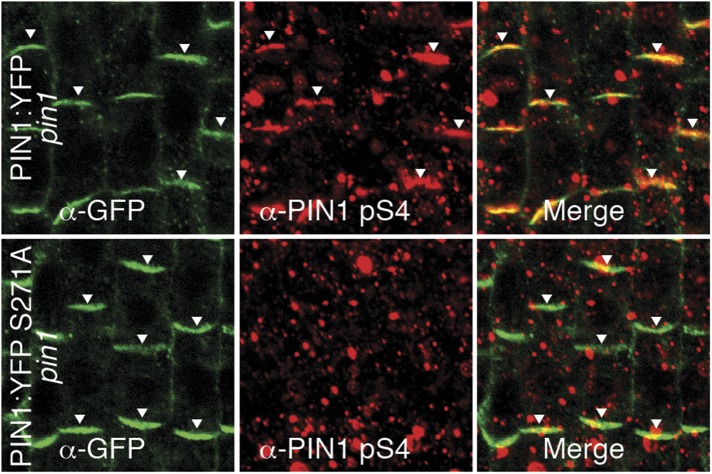 Figure 11—figure supplement 1.