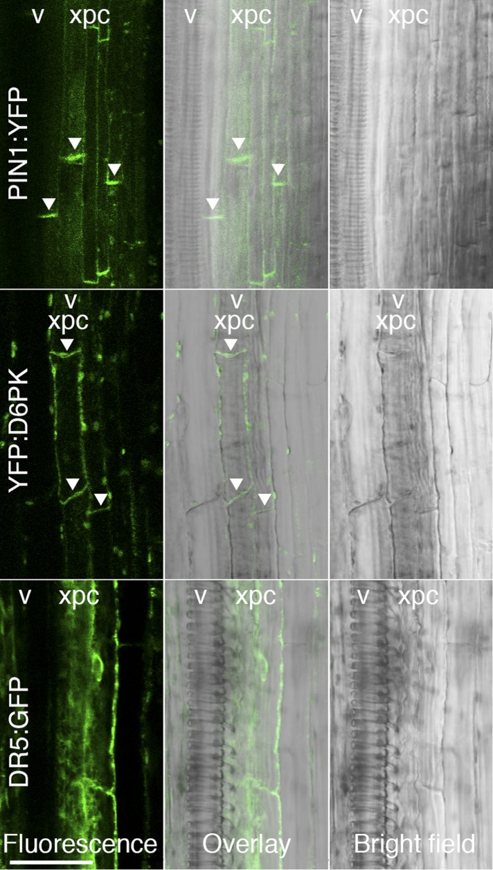 Figure 1—figure supplement 2.