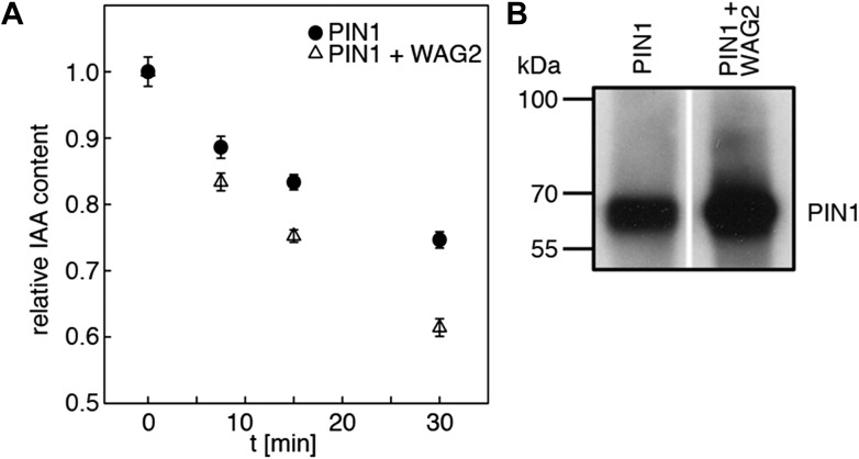 Figure 8—figure supplement 1.