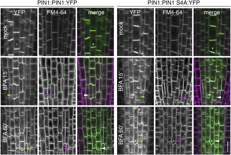 Figure 6—figure supplement 1.