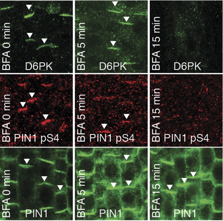 Figure 11.