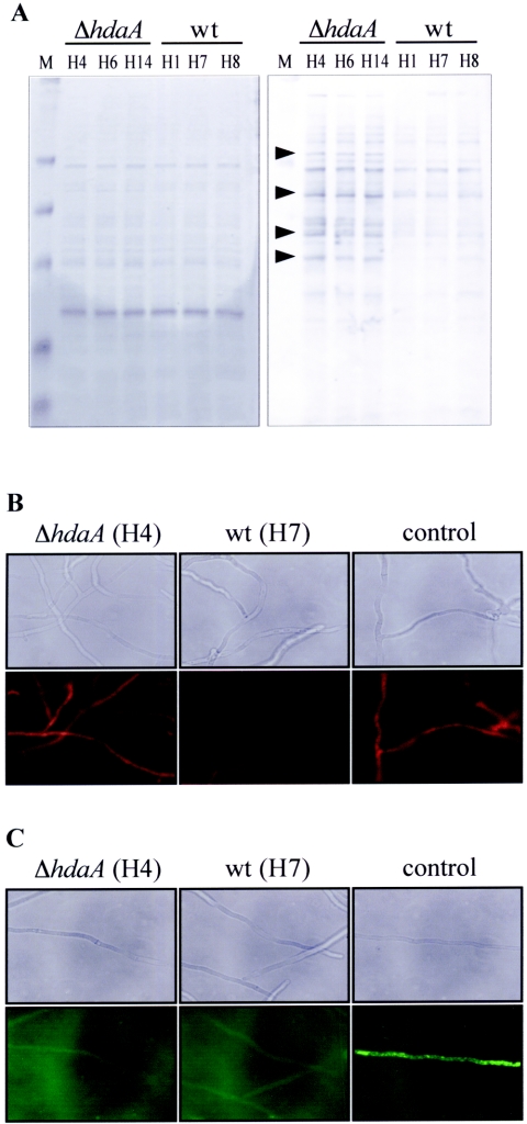 FIG. 6.