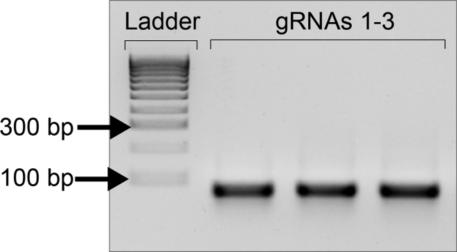 Figure 6