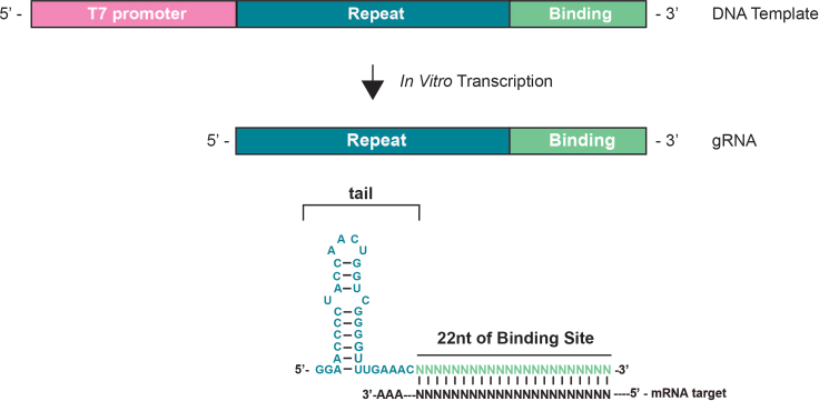 Figure 5