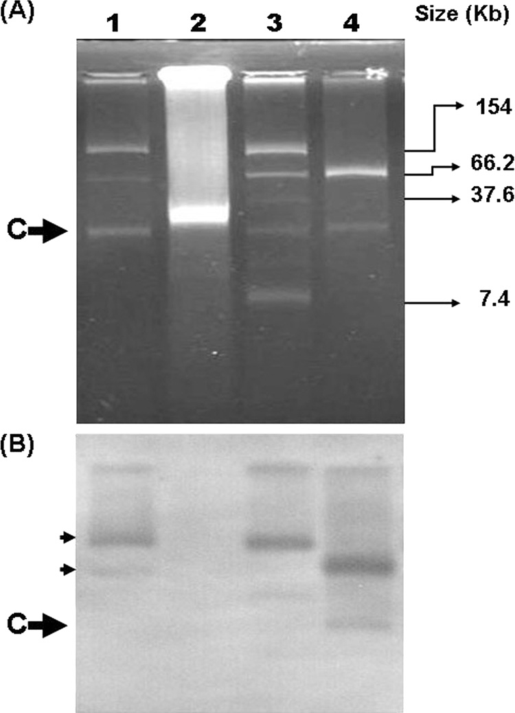 FIG. 2.