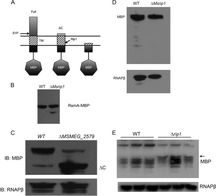 FIG 5