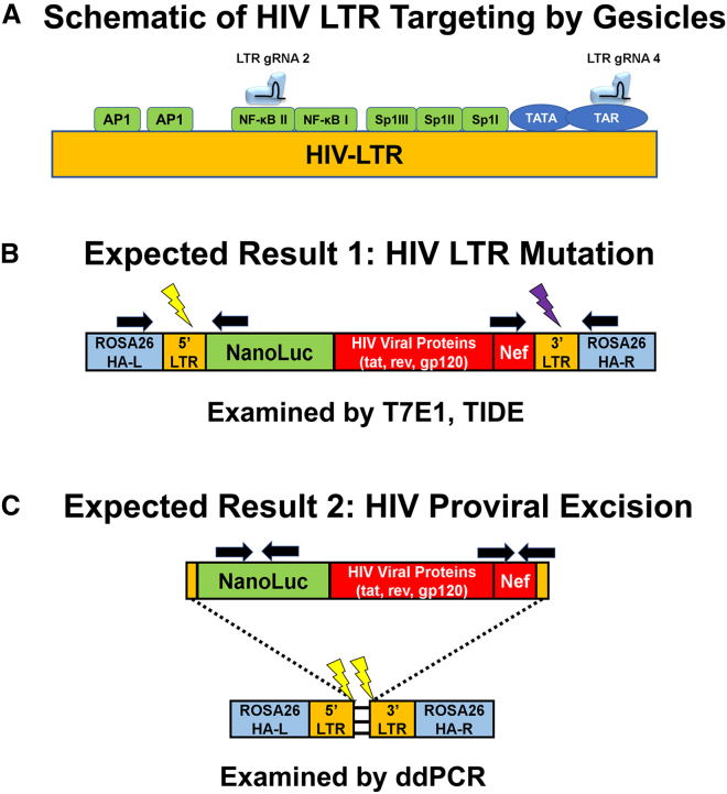 Figure 4