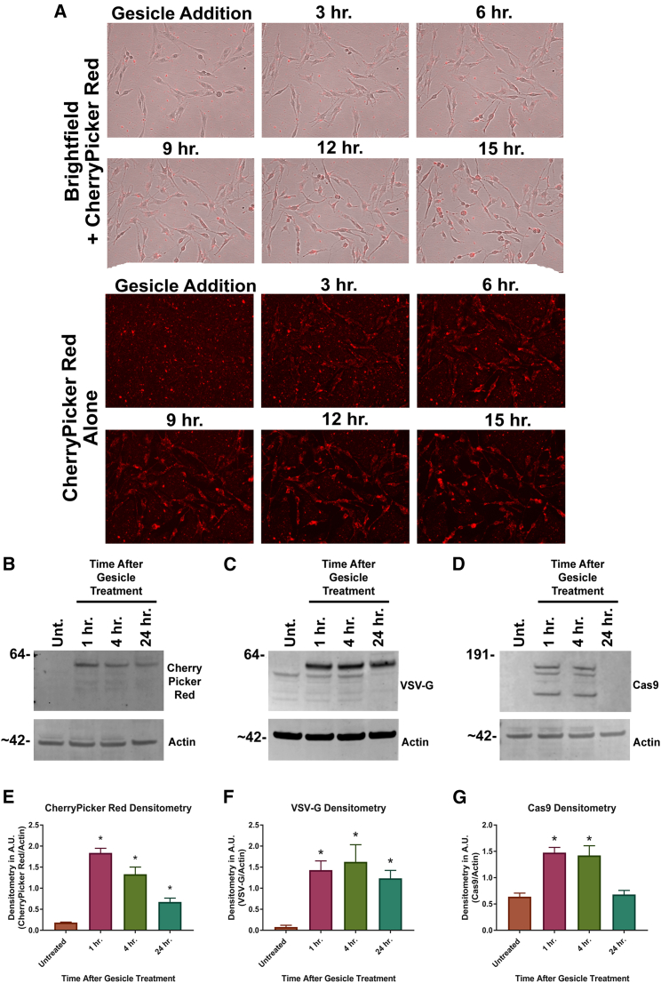 Figure 3