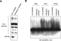Figure 4—figure supplement 5.