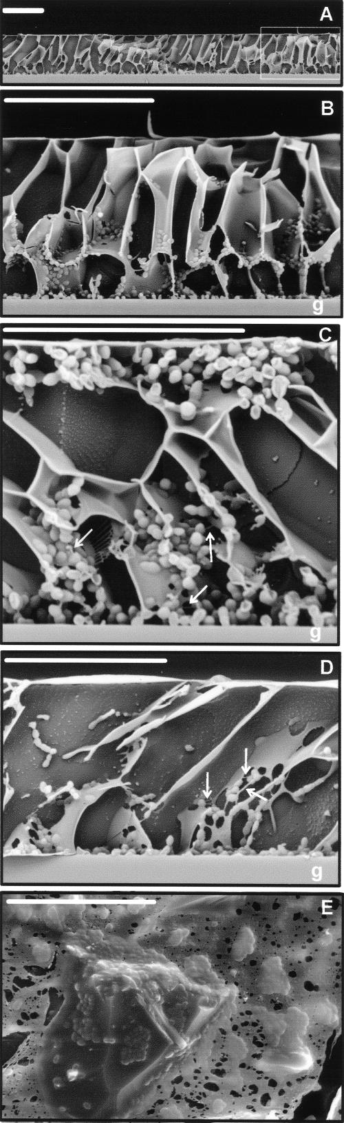 FIG. 5.