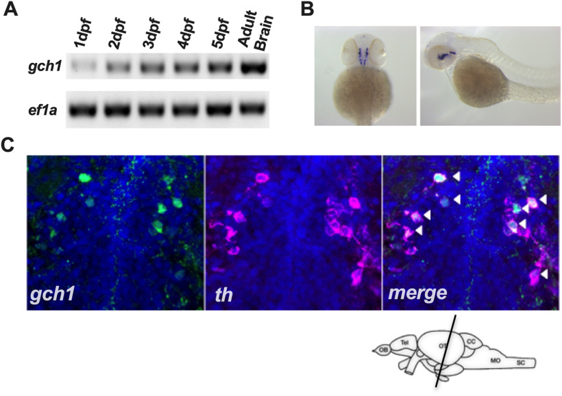 Figure 2.