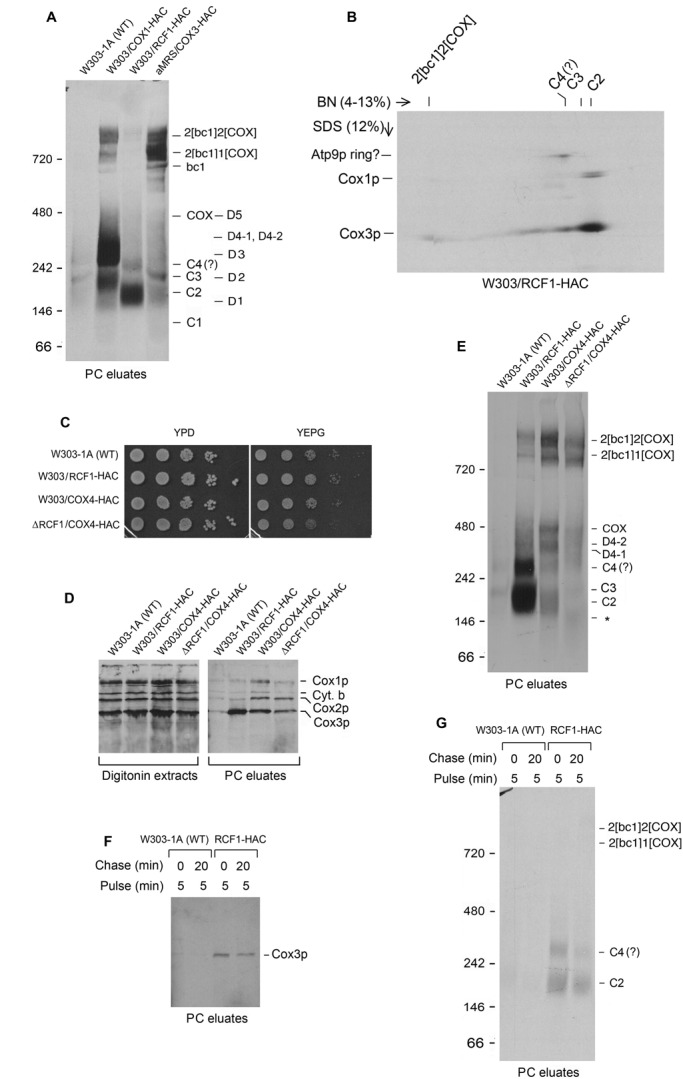 FIGURE 7: