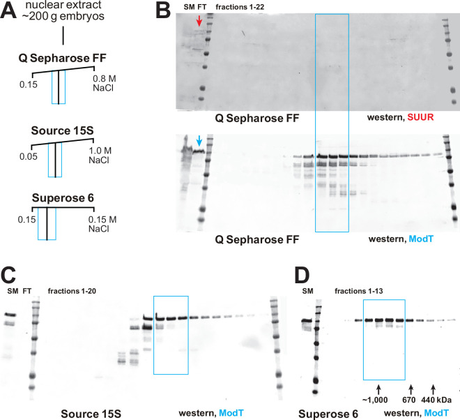 Figure 4—figure supplement 2.