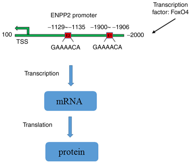 Figure 7.