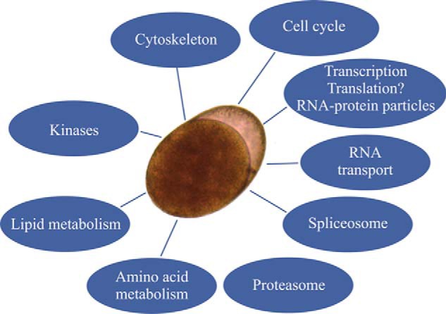 Fig. 15.