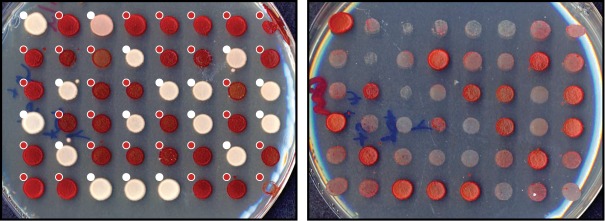 Figure 3—figure supplement 1.