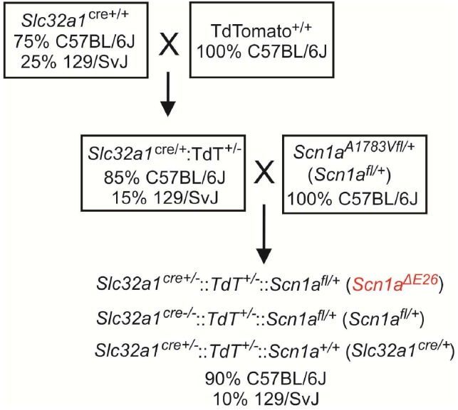 Figure 1—figure supplement 1.