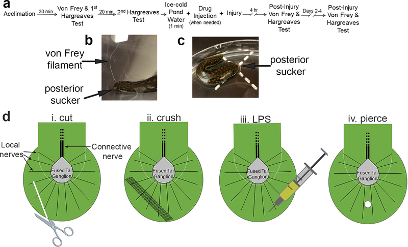 Figure 1: