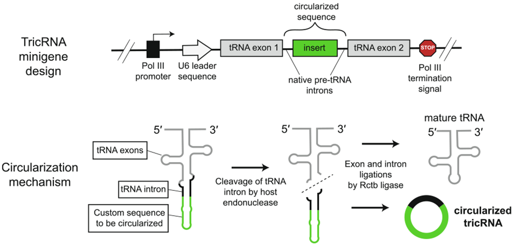 Fig 6.