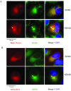 Figure 3—figure supplement 1.