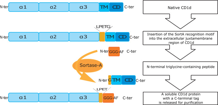 Figure 1