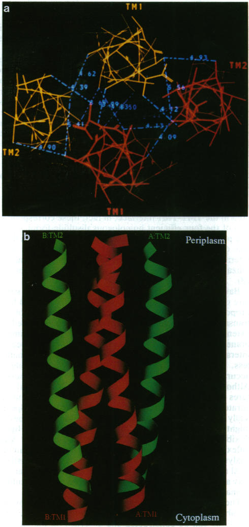 graphic file with name pnas01083-0487-a.jpg