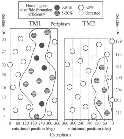 graphic file with name pnas01083-0486-a.jpg