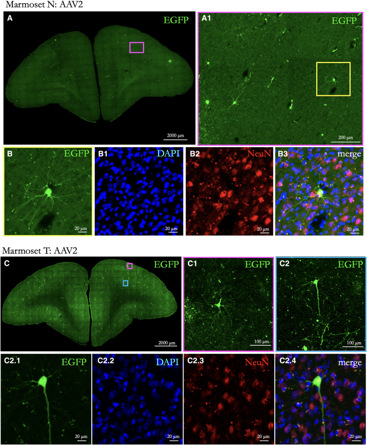 Figure 3