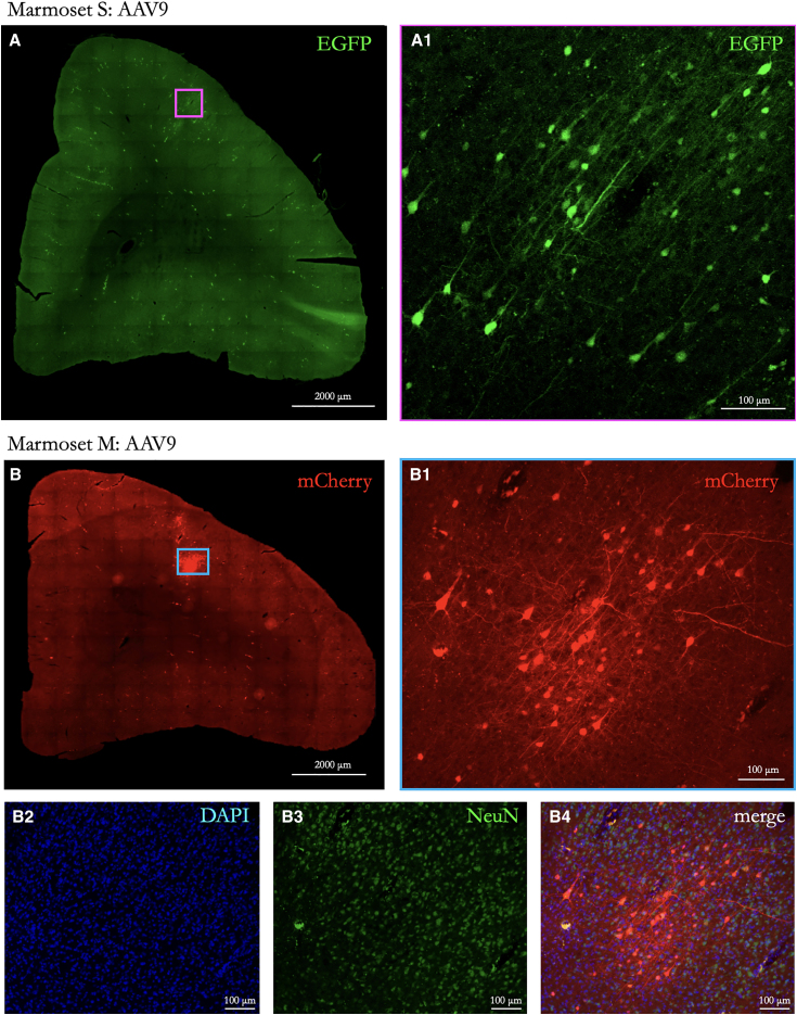 Figure 2