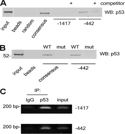 FIGURE 3.