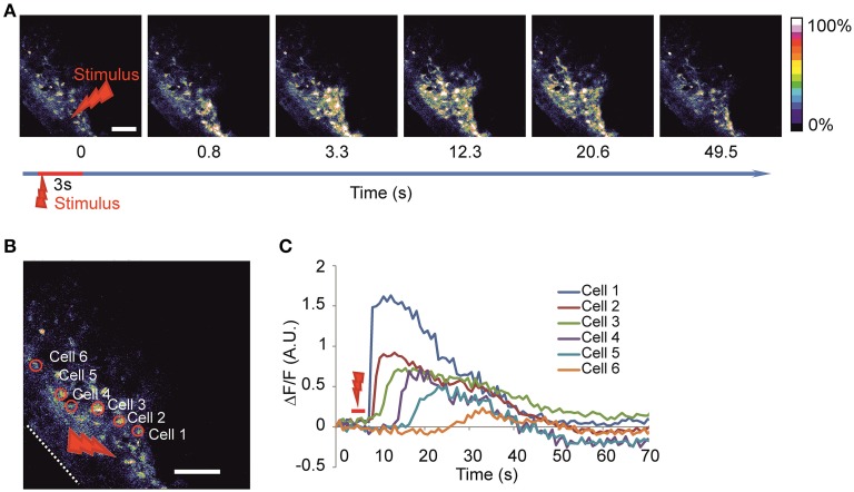 Figure 2